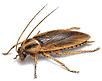 bug.gif
